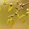 Z. carpinifoliaの花