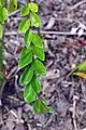 葉は互生するZ. sicula