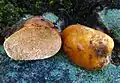 Gasteroid: Zelleromyces cinnabarinus