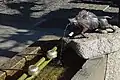 猪の手水舎