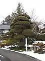 善明寺のイチイ