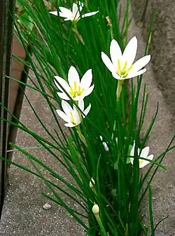 Zephyranthes candida