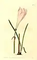 Zephyranthes minuta