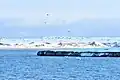 西海岸のジュラウリョーフ湾