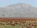 ダイオウ属の植物