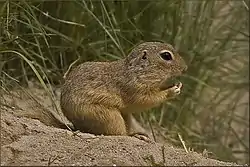 ヨーロッパハタリス