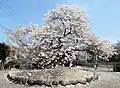 一樹桜（古木１）