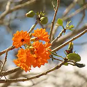 花と実