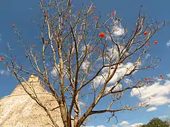 開花した時点で葉がほとんど落ちている個体。