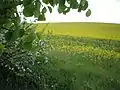 リウヌィーナ(Рівнина, 平野)