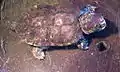 オオアタマガメPlatysternon megacephalum（オオアタマガメ科）