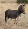 シマウマとロバの交雑個体