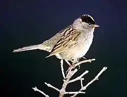 キンイタダキアメリカムシクイ