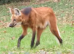 タテガミオオカミC. brachyurus