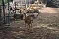 子供動物園