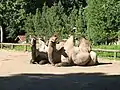 ラクダ