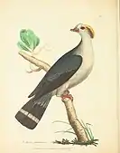 Zoology of New Holland