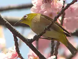 チョウセンメジロ