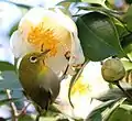 ツバキを吸蜜するメジロ