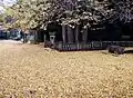 大銀杏樹