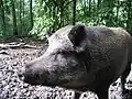 現在でもニェポウォミツェの森に大量にいる野生のイノシシ（ポーランド語でジーク）