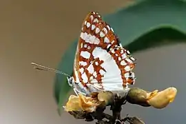 Lemonias zygia, ブラジル