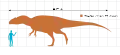 ヒトとの大きさ比較