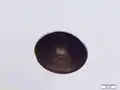 オカメナベカムリ(A. artocrea)扁平な殻を持つ