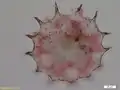 トゲナベカムリ(A. dentata)殻の縁に棘状の突起を持つ