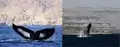 絶滅危惧種のアラビア海のザトウクジラ(世界で最も孤立した明確なクジラの個体群とされる)。オマーンのドファール沖。