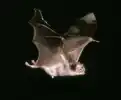 翼