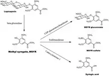 Metabolism of leptosperin
