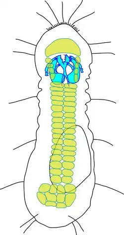 Limnognathia maerski