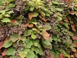 ヤマブドウ(イギリスはロンドンにあるヨーロッパ最古の薬草園チェルシーフィジックガーデンで栽培されているもの)