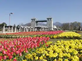 チューリップとパークタワー